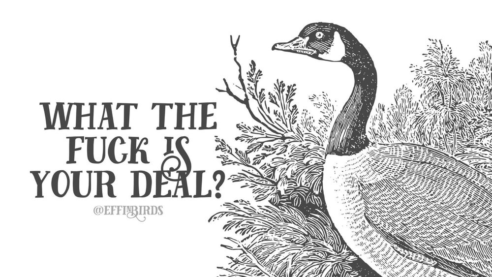 A painting of a bird next to the words "what the fuck is your deal?"