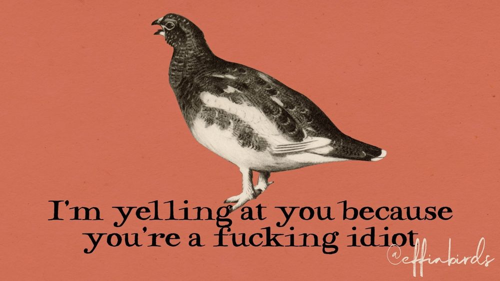 A painting of a bird above the text "I'm yelling at you because you're a fucking idiot"