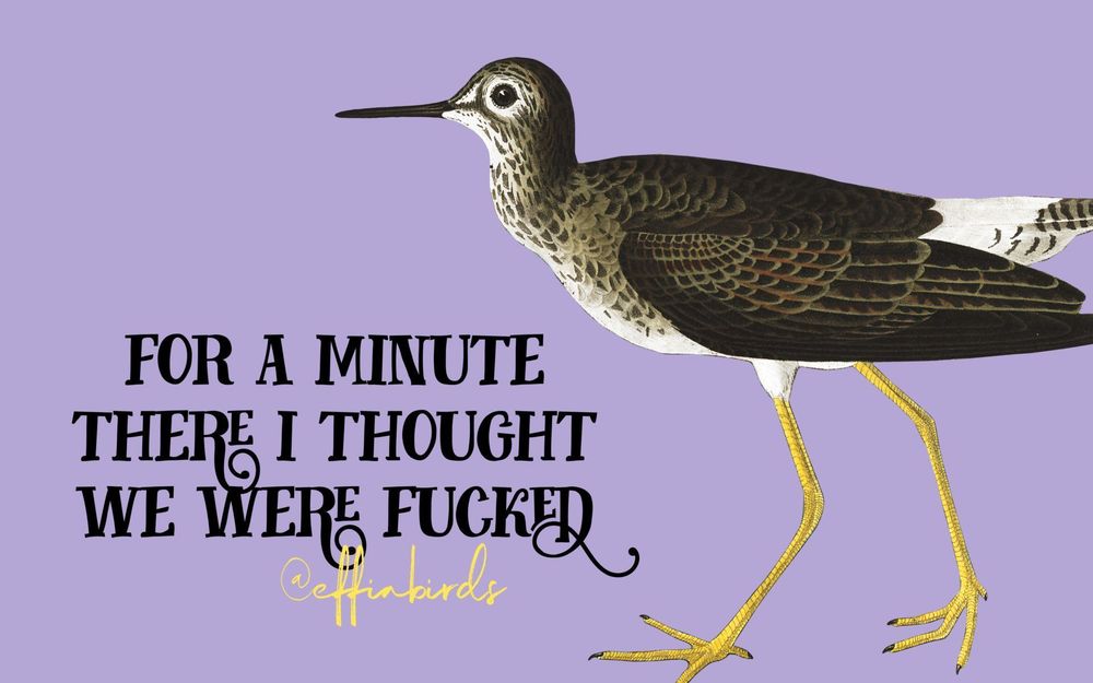 A painting of a bird beside the text "for a minute there i thought we were fucked"