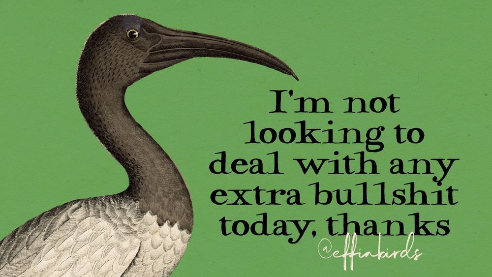 A painting of a bird beside the text "I'm not looking to deal with any extra bullshit today, thanks"