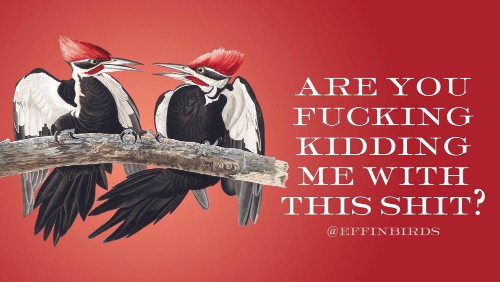A painting of a bird next to the words "are you fucking kidding me with this shit?"