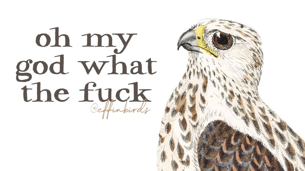 A painting of a bird next to the words "oh my god what the fuck"