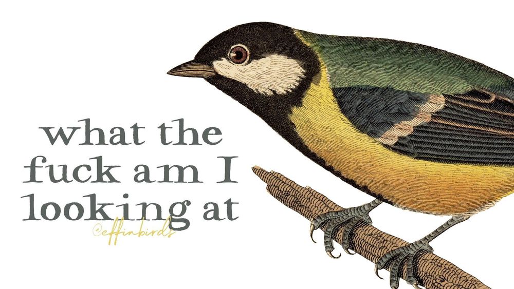 A painting of a bird next to the words "what the fuck am i looking at"