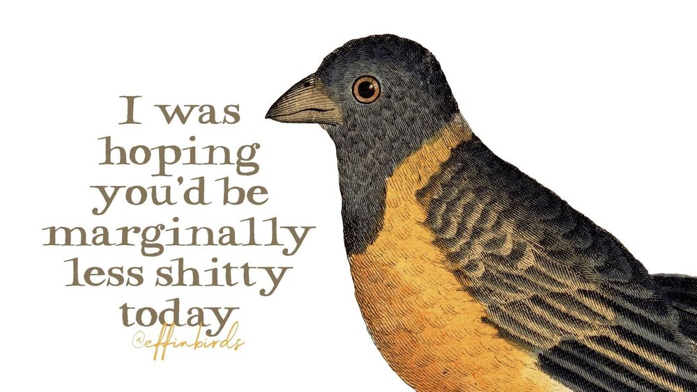 A painting of a bird next to the words "I was hoping you'd be marginally less shitty today"