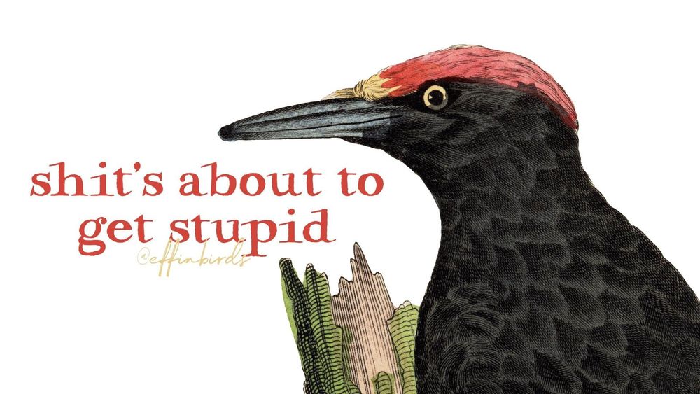 A painting of a bird next to the words "shit's about to get stupid"