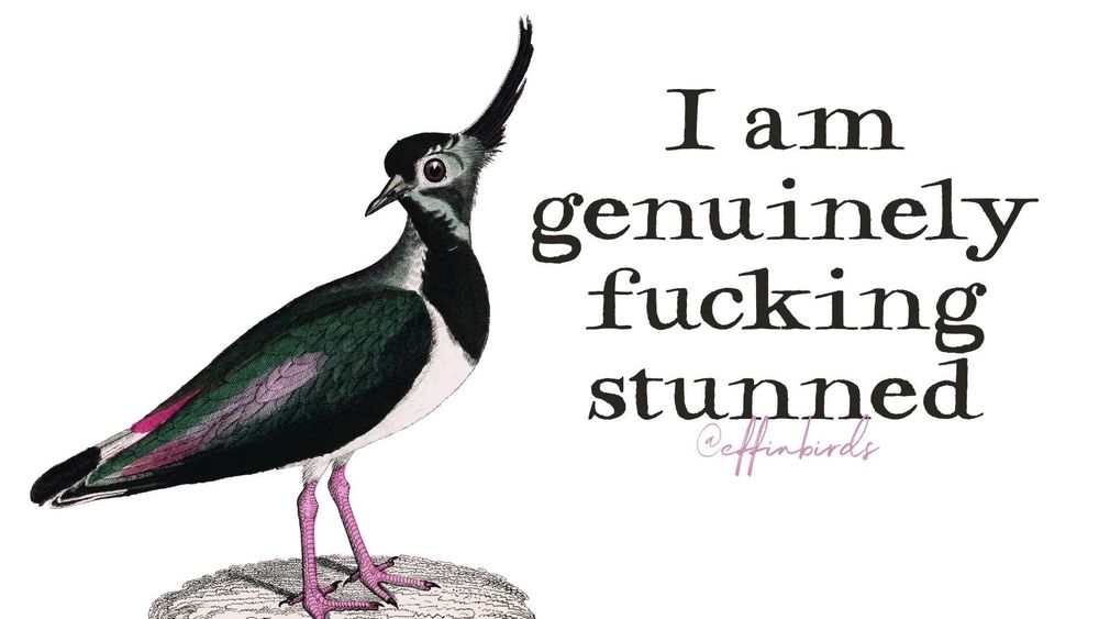 A painting of a bird next to the words "I am genuinely fucking stunned"