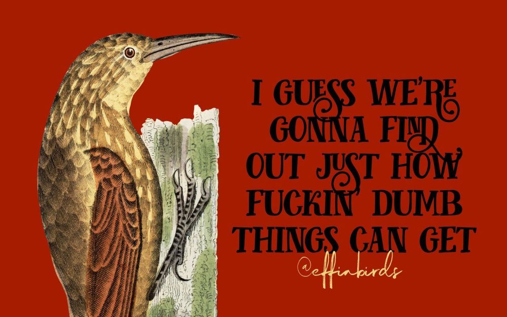 A painting of a bird beside the text "I guess we're gonna find out just how fuckin' dumb things can get"