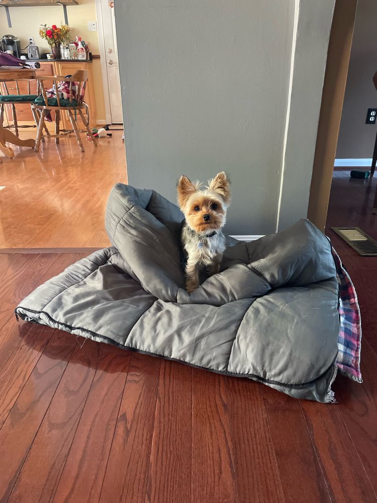 Beau, a one-year old Yorkie is sitting on a sleeping bag staring at the camera with a big attitude. He is demanding to be brought along for camping even though he wasn’t invited. He’s a very spoiled puppy. 