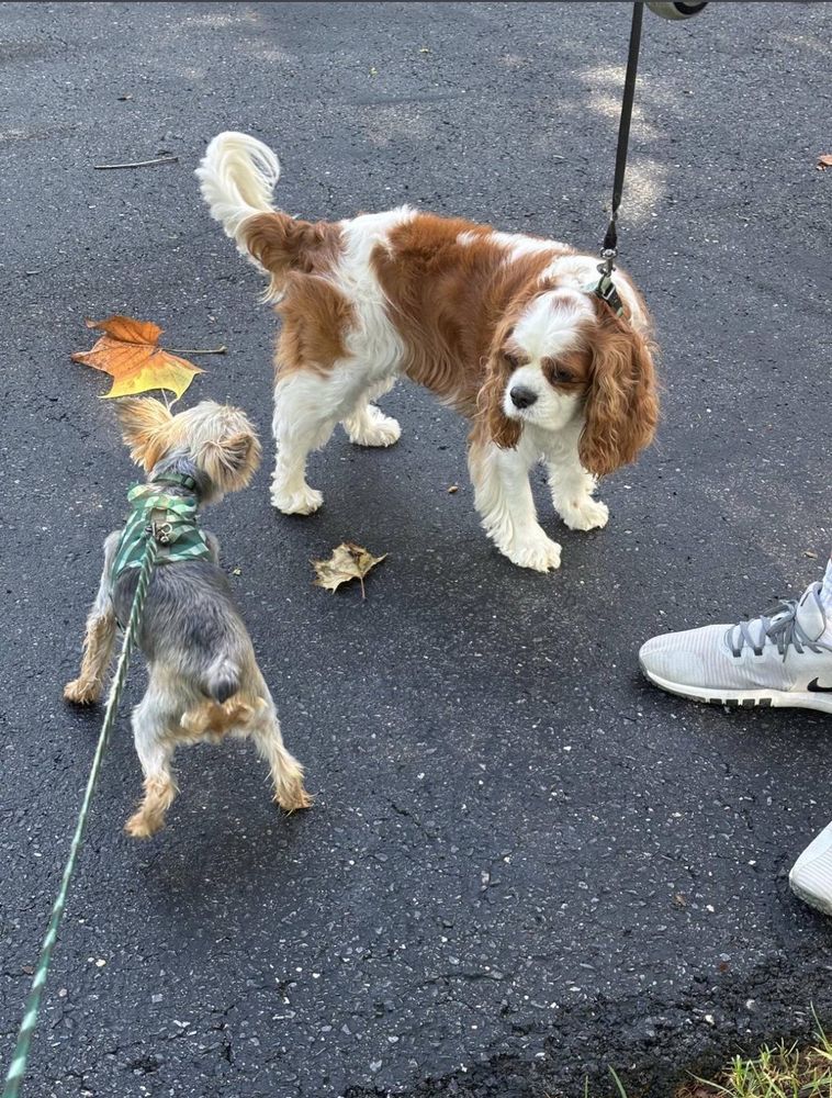 Sammie, a King Charles cavalier looks at Beau a one year old high energy Yorkie with minimal patience for his Yorkie energy. 