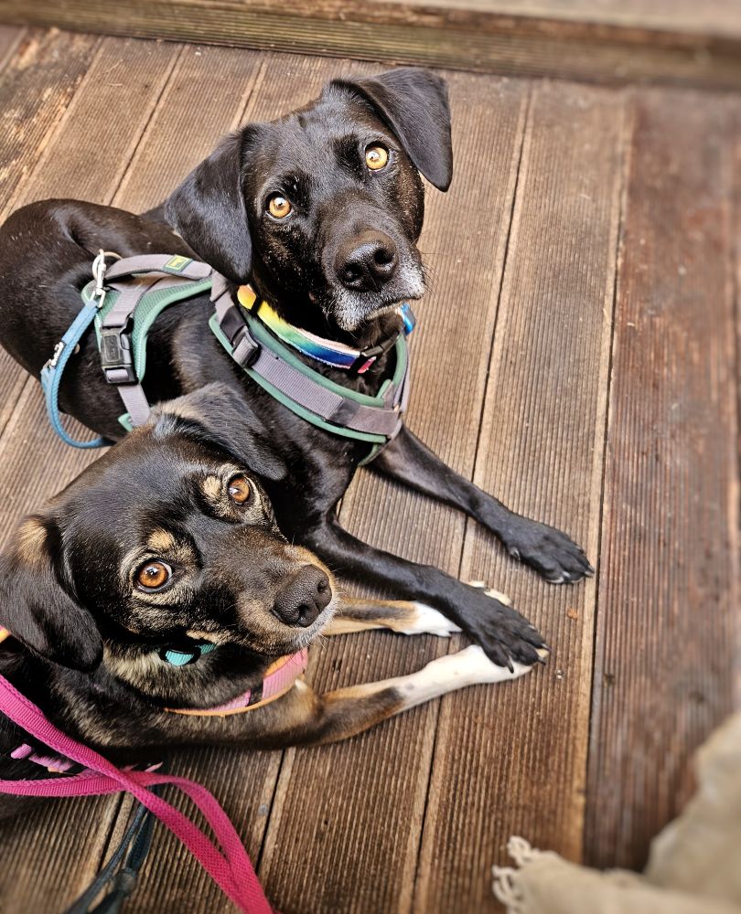 Henri und Lotti liegen auf einem Holzboden nebeneinander, Henri hat seine Vorderpfote auf Lottis Vorderpfoten, Henri schaut in die Kamera, Lotti leicht daran vorbei.