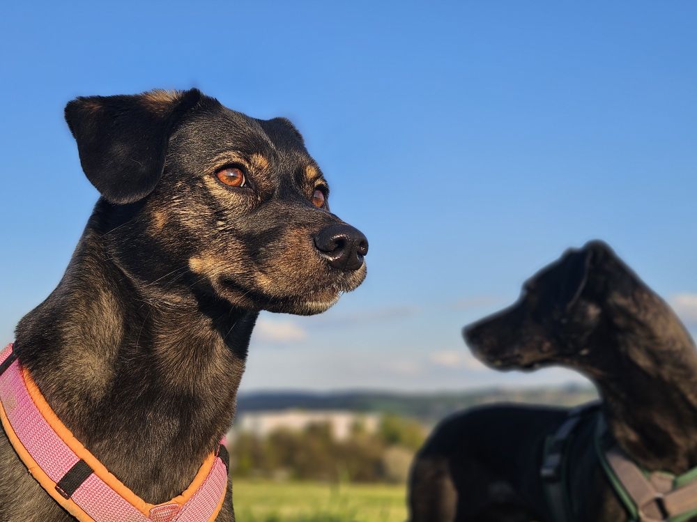 Lotti steht am linken Bildrand und schaut aufmerksam nach rechts, Henri steht rechts im Hintergrund und schaut nach links, er ist nur unscharf zu sehen. Im Hintergrund sind Hügel zu erkennen, der Himmel ist blau und Lottis Augen leuchten in der Abendsonne.