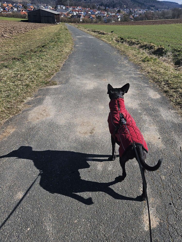 Henri steht auf einem Feldweg und blickt nach vorne, der Wind ist so stark, dass seine Schlappohren stehen.