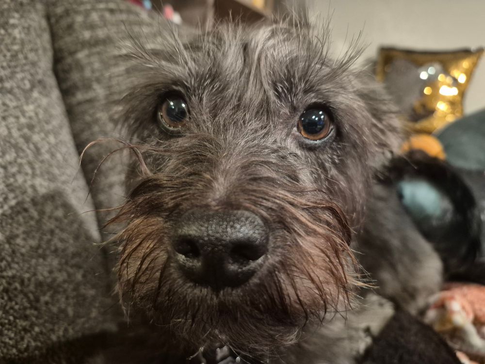 My dog Pan, he's black and silver with big brown eyes