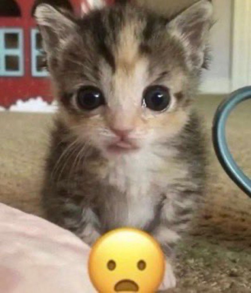 cute kitten standing up with shocked expression (not ai generated) staring at the camera and a 😦 emoji below it