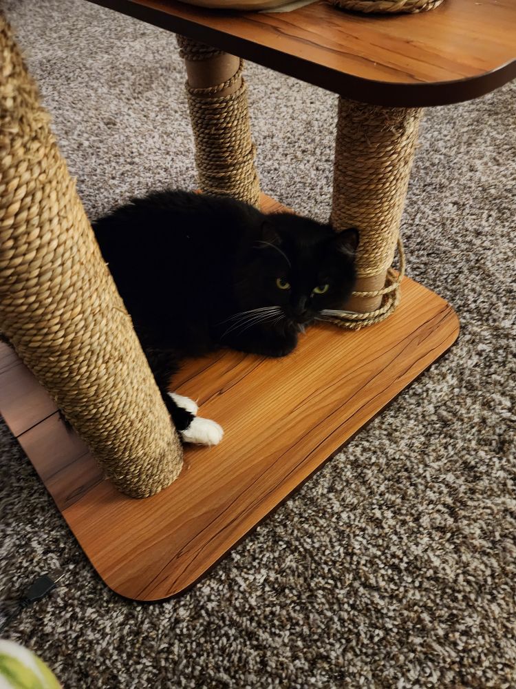 Pancake the black tuxedo fur baby glares upon the camera person. She is curled up cozily under her cat tree