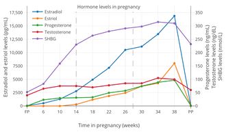 Estrogen levels reaching 17,500 pg/ml during pregnancy 