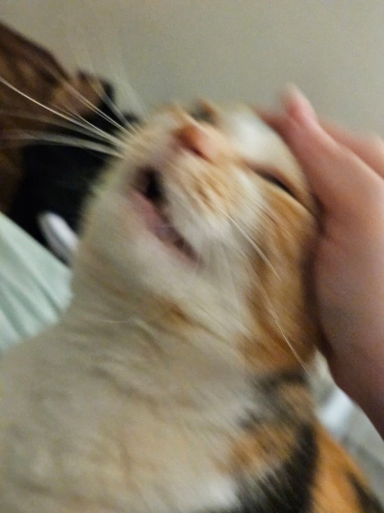 My calico cat Almond making a funny, open-mouthed face while being petted.