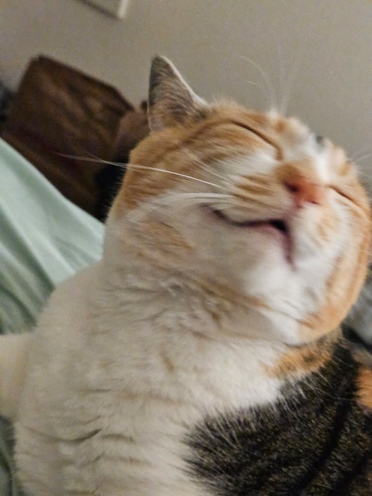My calico cat Almond making a funny, open-mouthed face.
