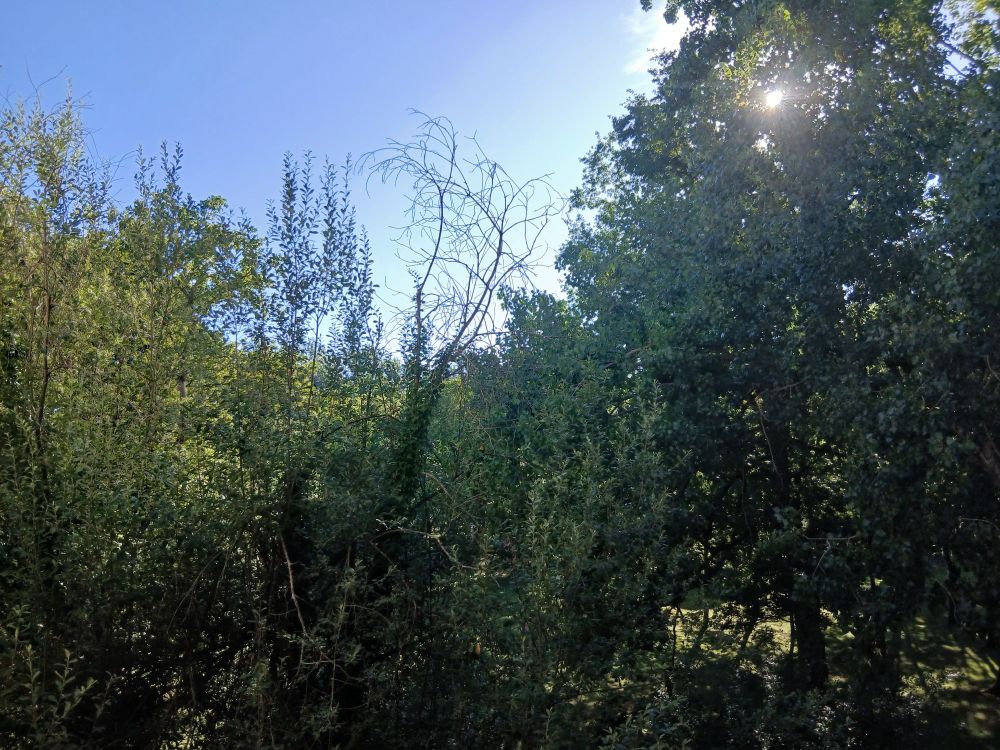 Des arbres en contre-jour et le ciel bleu