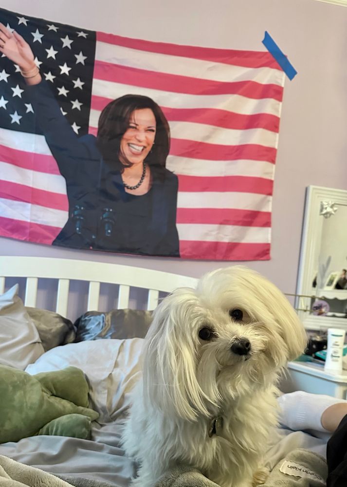 Ernie, a fluffy white dog, cocks his head to the side as if asking a question while sitting on a bed in front of an American flag with a picture of VP Harris smiling and waving printed on it.