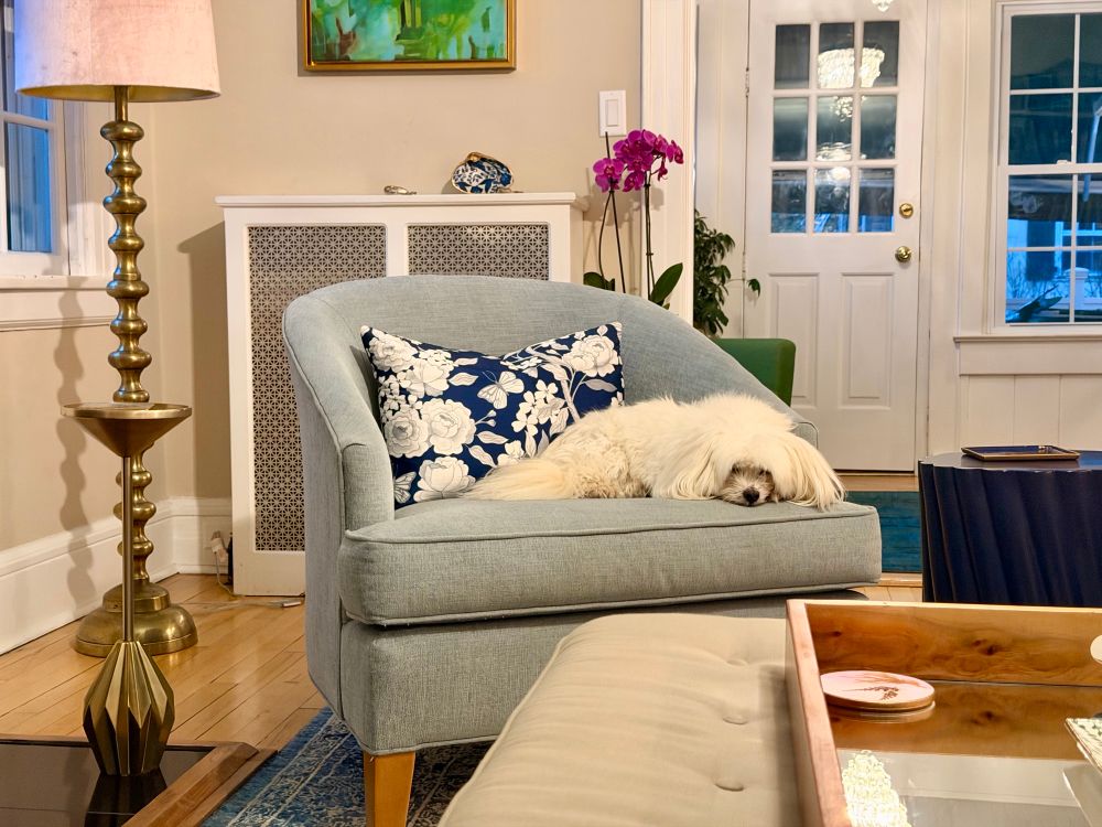 Fluffy white dog resting on a blue armchair and eyeing the camera warily.