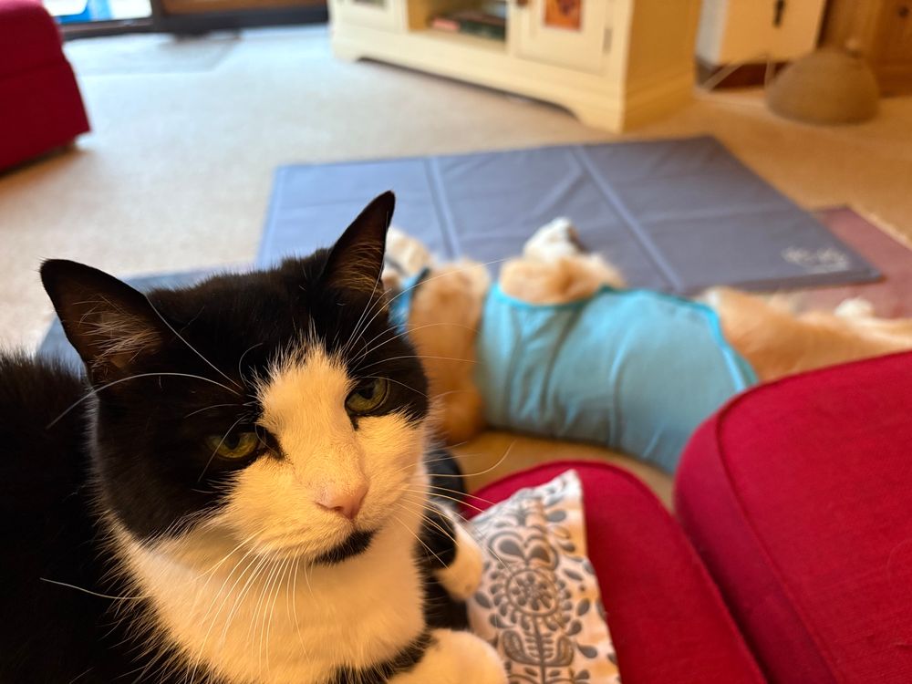 Foreground shows black and white cat on owner’s knee; background shows a golden retriever with a cooling jacket on flat out on the floor near his cool mat. 