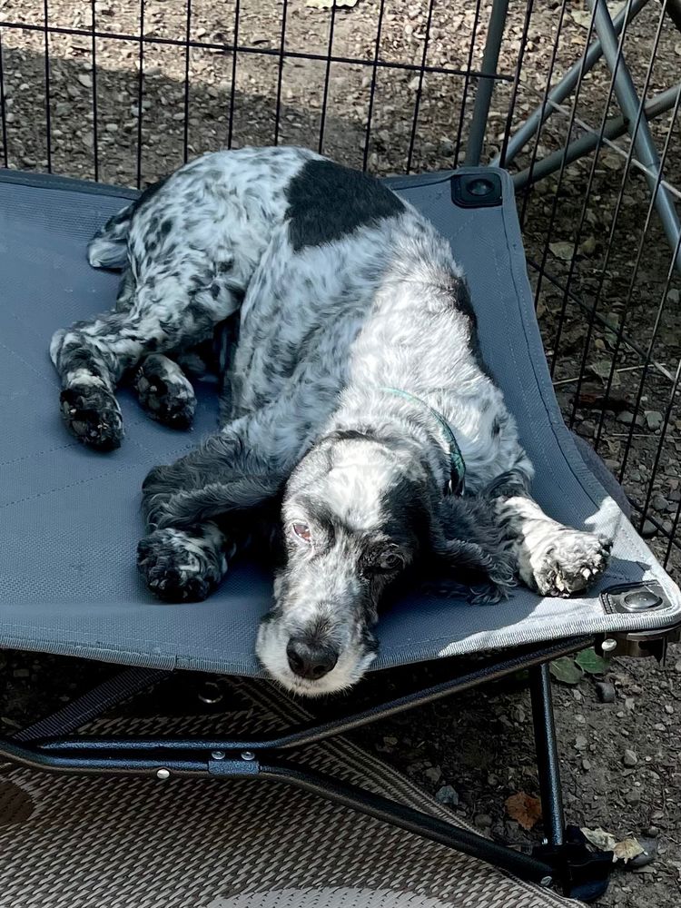 A blue roan English Cocker Spaniel lays on a grey raised bed, over gravel and in front of a black enclosure fence. The dog looks sleepy, half in the sun and half in the shade. The dog is speckled white and grey with long black ears, a large black spot on it’s back and a shiny black nose.