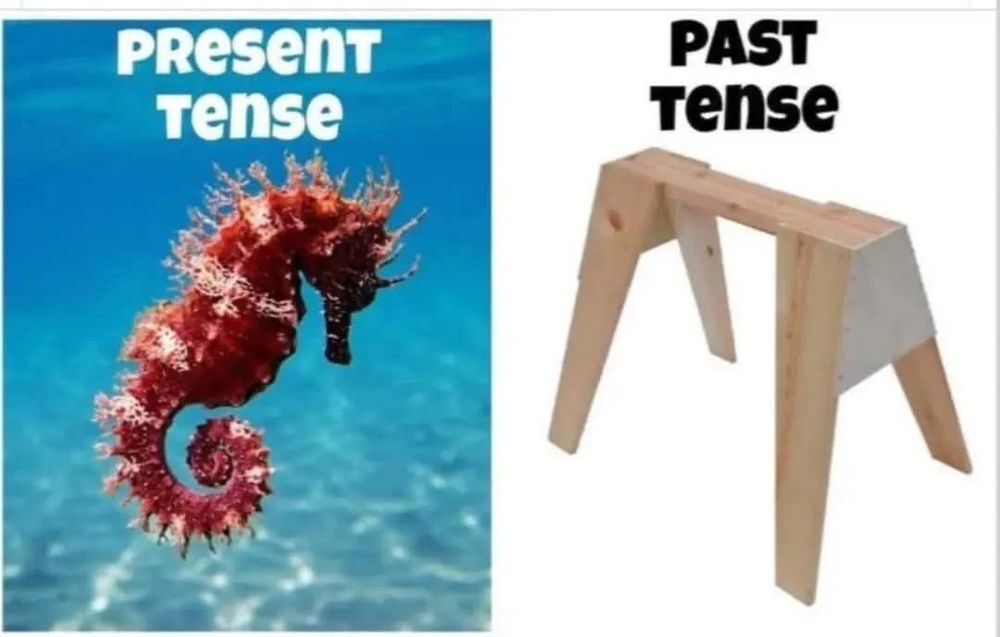 Split picture 
Seahorse under the words present tense on the left
A saw horse under the words past tense