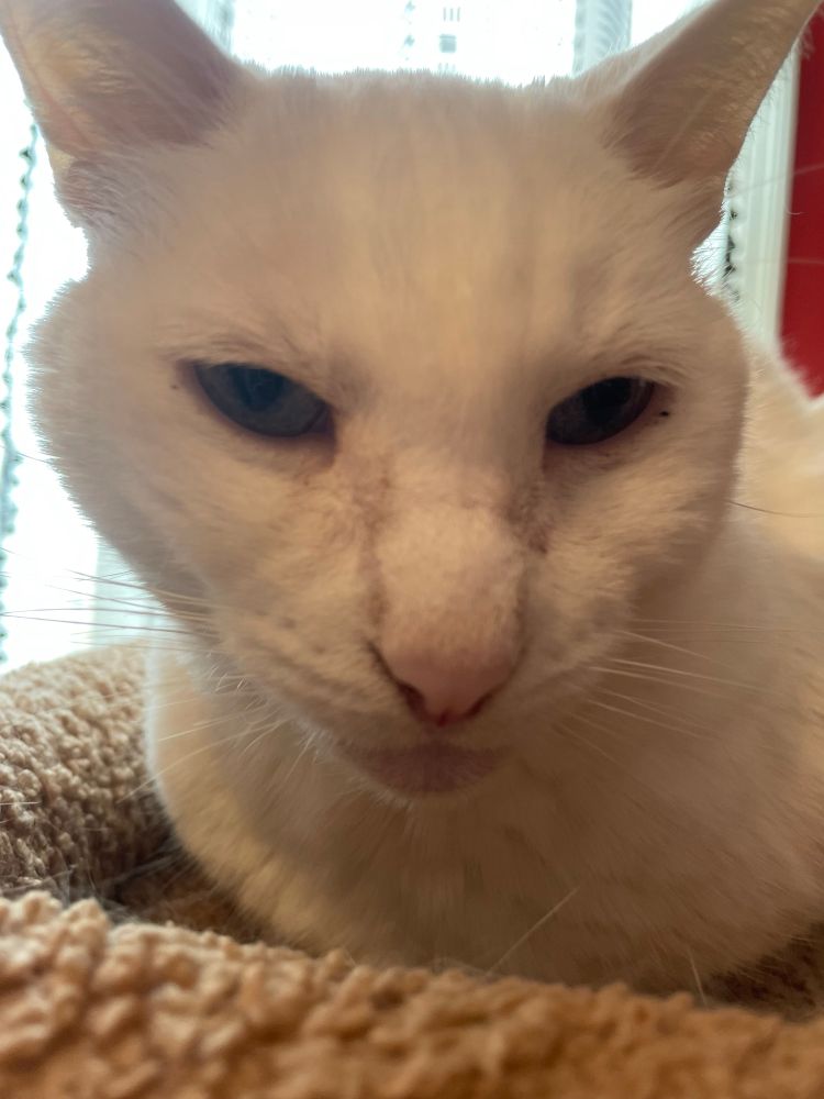 Ghost staring at the camera with menace 