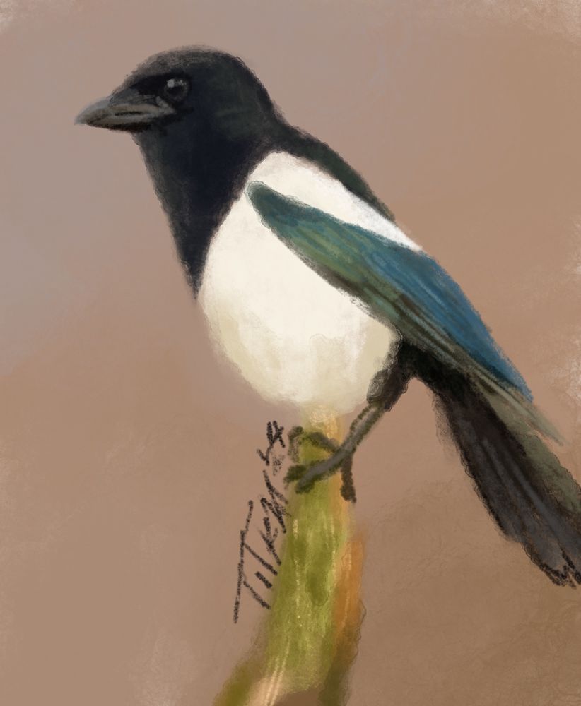 Daily sketch prompt; nature

Theres anatomy mistakes even though i used reference but ah well. A magpie! That's why it's a sketch :p 