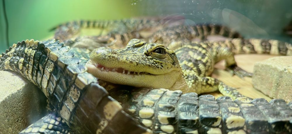 A small rescued alligator grinning in a tank while it sunbathes in artificial light. Taken by NM at the South Padre Island Birding And Nature Center on June 1, 2023
