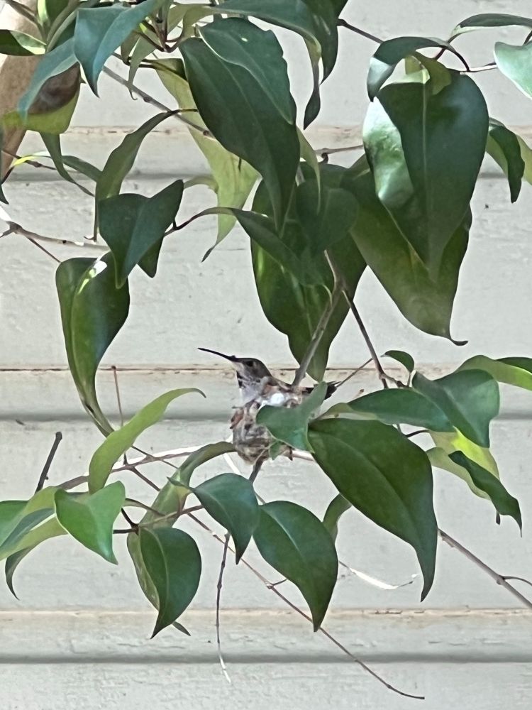 a proud little hummingbird sitting in its nest in a branch