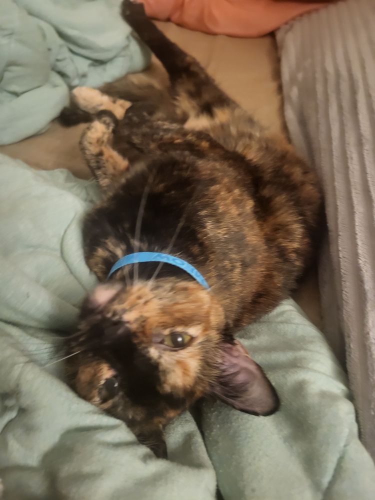 Photo of my cat Pumpkin 