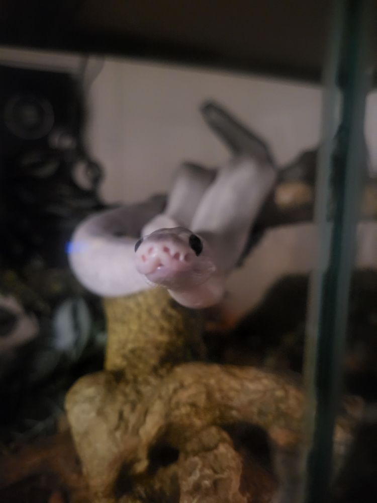 Photo of my ball python, Butter