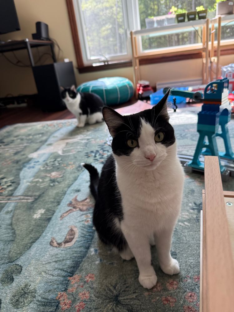 Two black and white cats, Chia and Poppy. The one in the foreground, Chia, closest to the camera, is very cute and has a little white tip on her tail. In the background is the second cat, Poppy, blurred. Around them are some LEGO Duplo train tracks.