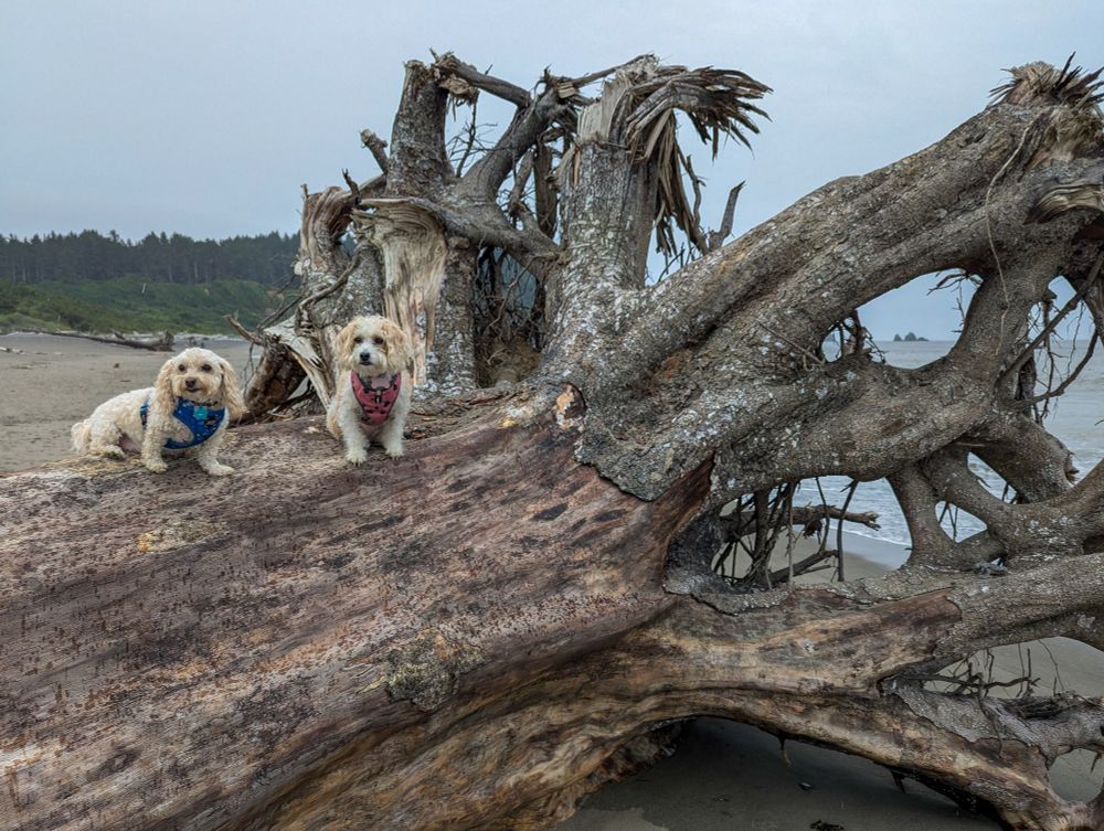 Two small off-leash dogs, Toby and Lily, sitting on a large, intricate piece of driftwood on First Beach in La Push, Washington, with the shoreline and evergreen trees in the distance.