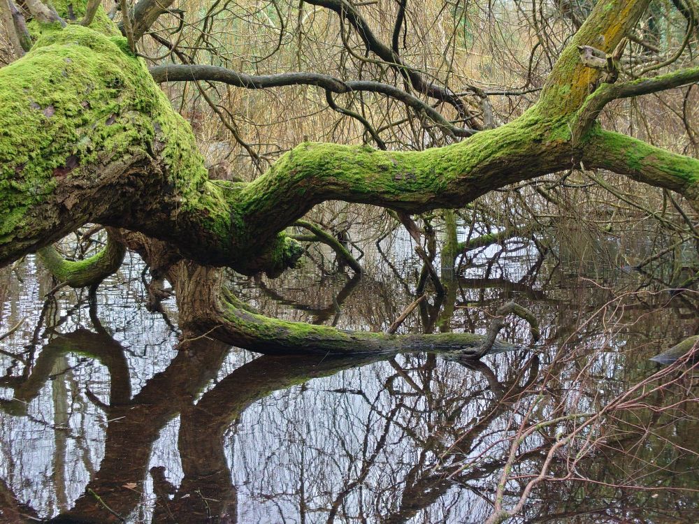 Reflections of a sprawling, moss-covered tree by a pond.