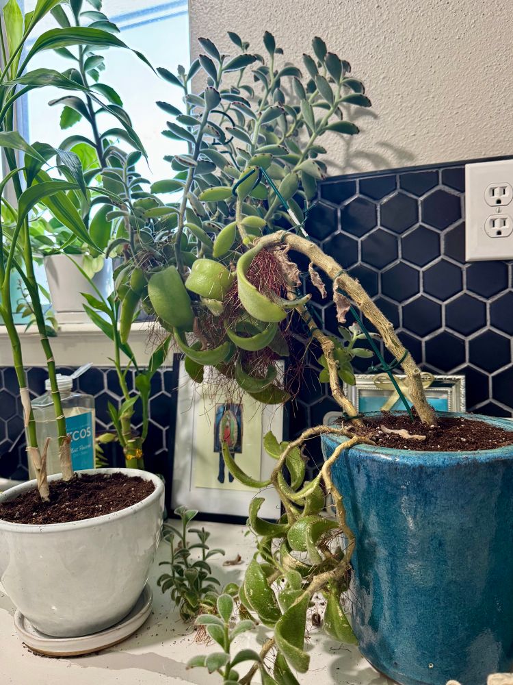 Plants on top of a counter.