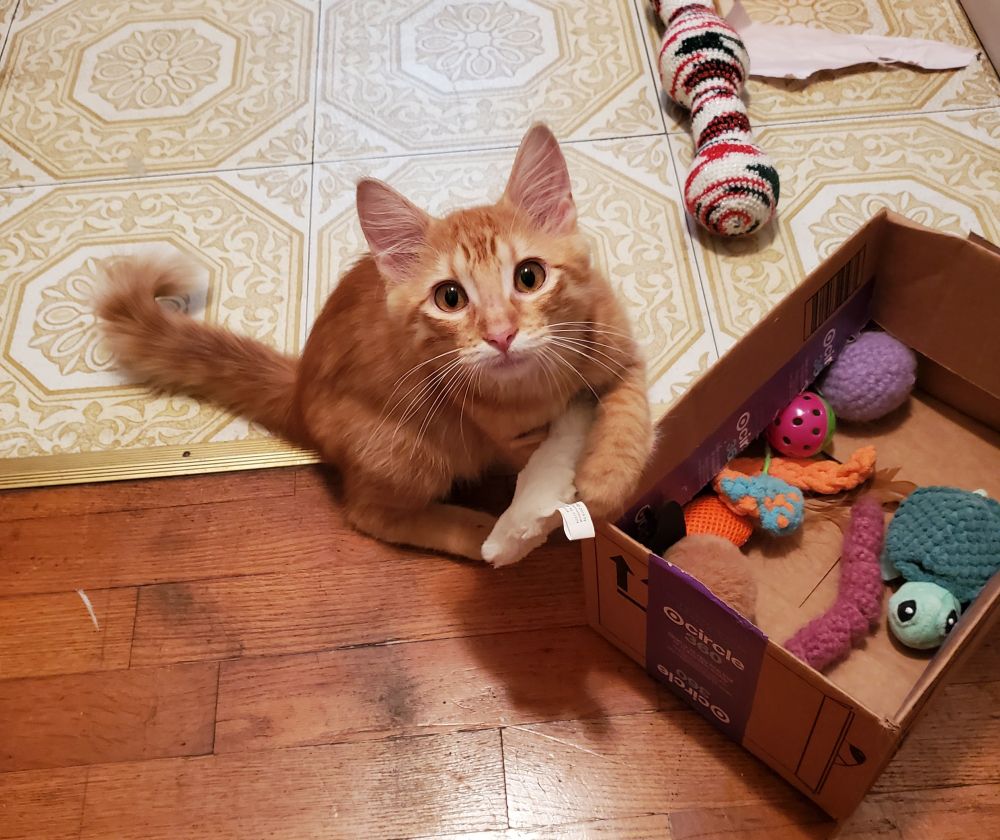 A small ginger kitten has selected a toy from a box. He will proceed to kill it til it's dead.