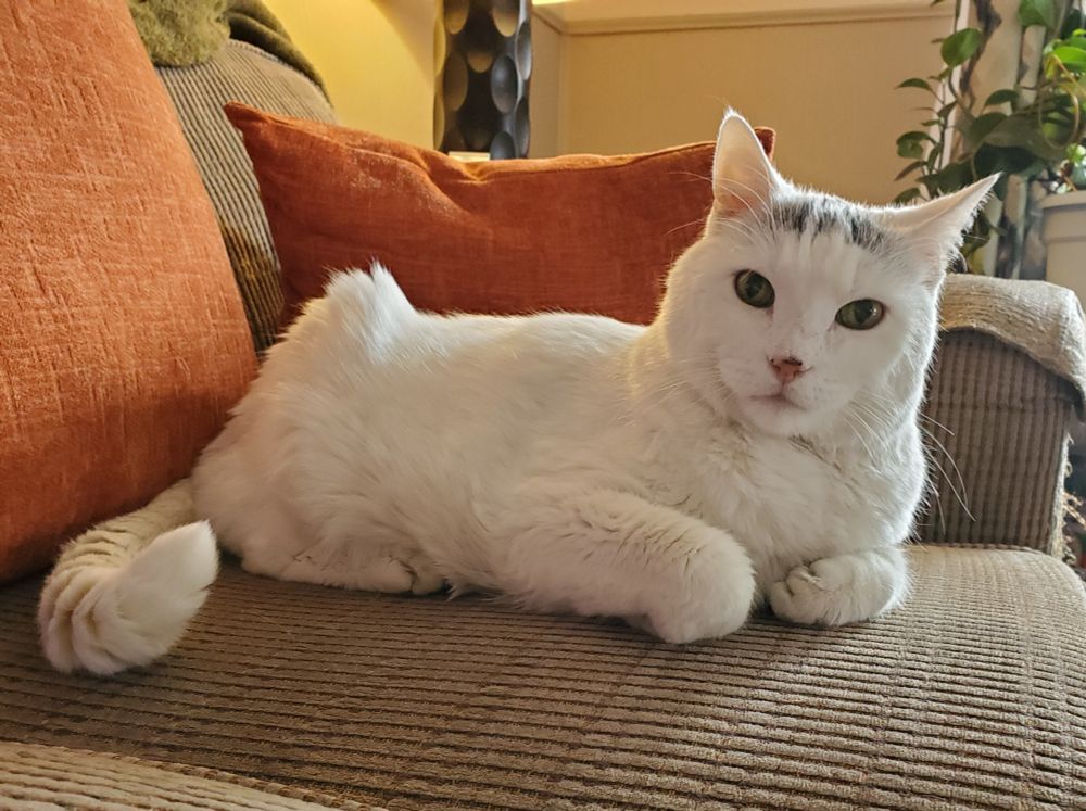 A large white cat sits on a couch cushion, looking into the camera. 