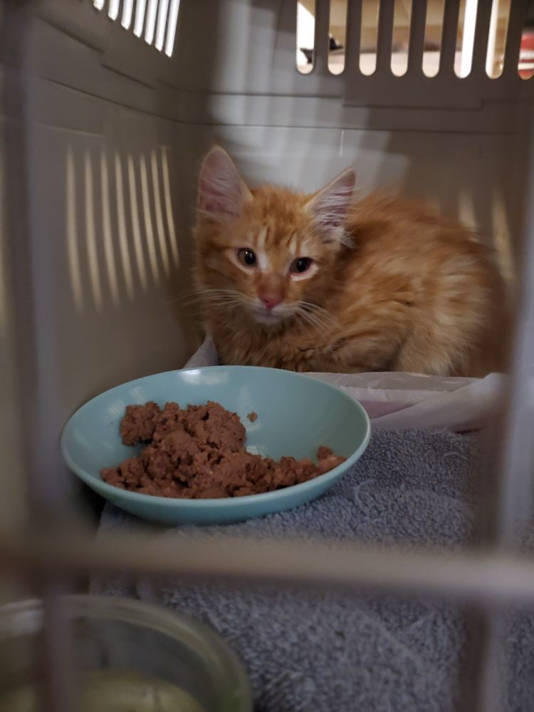 A tiny, skinny ginger kitten sitting in a litterbox inside a large cat carrier. He has food and water.