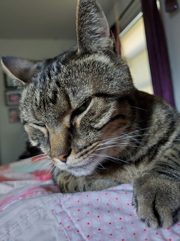 A dark brown, very stripey cat lays on a pink and white quilt. She has one fisty peet pushed forward on the right side of pic. Her expression seems less than pleased.