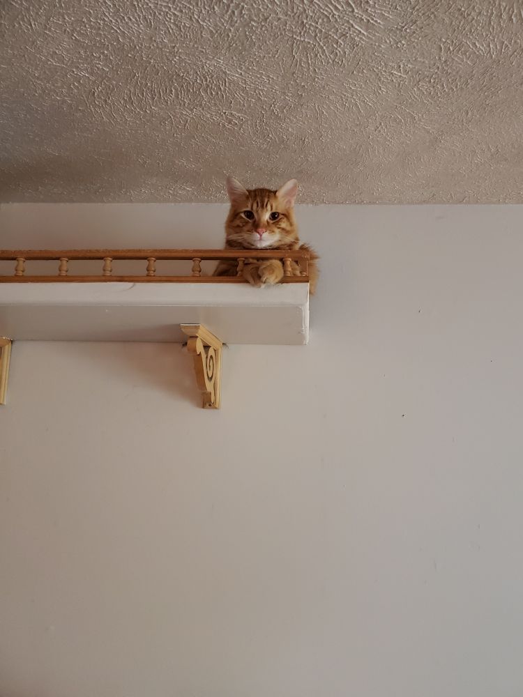 A ginger kitten sits on a cat balcony in our home. He has his two front peets sticking out between the balustrade posts. He is composed entirely of Awsomesauce. 