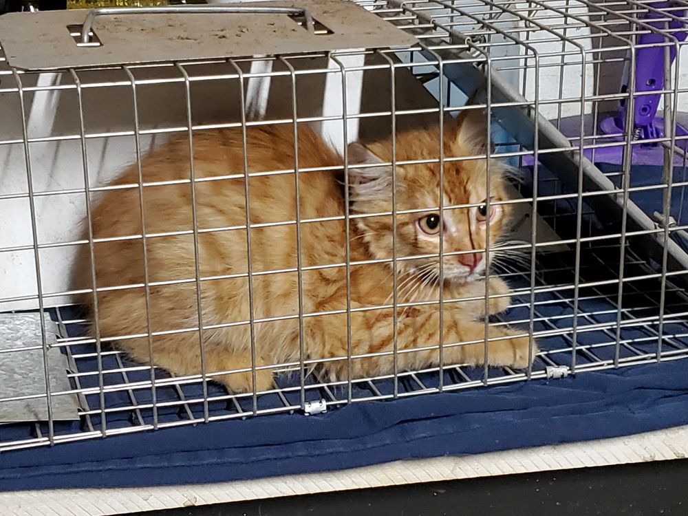 A tiny, skinny ginger kitten inside a hav-a-hart trap.