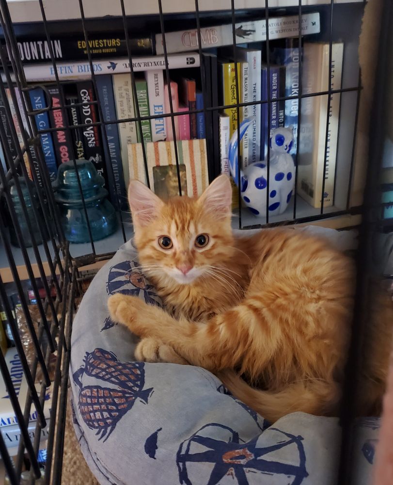 A small ginger kitten with fluffy hair is curled up in a cat bed inside a wire crate. 