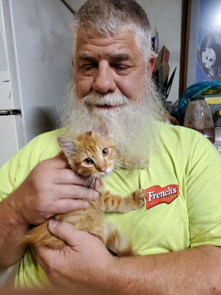 A large bearded man in a yellow t-shirt holding a tiny ginger kitten. 