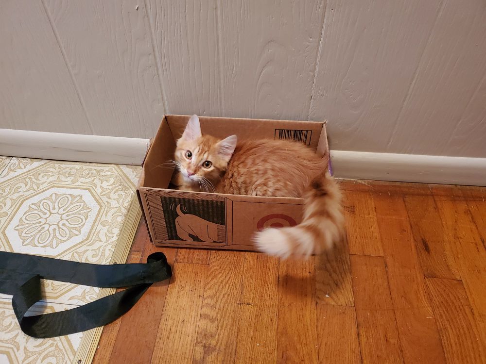 A small ginger kitten sits inside a small box. His tail hangs out the back of the box.