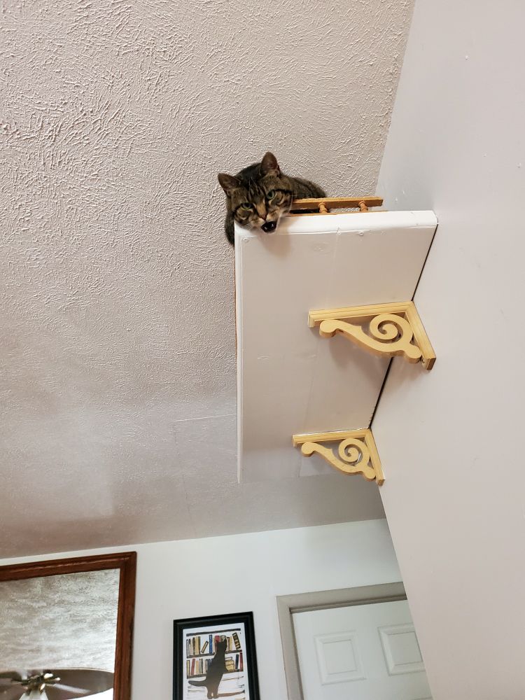 A very stripey brown cat yells at us from her high perch in the living room.