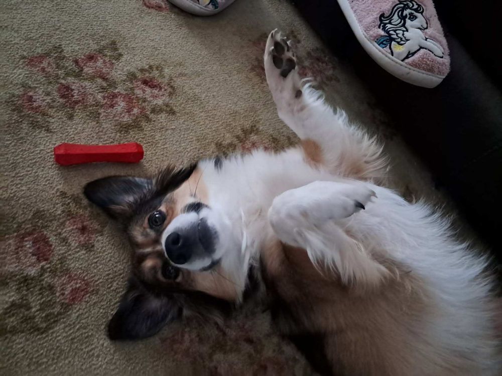 An adorable corgi mix dog on her back, next to a red chew toy.