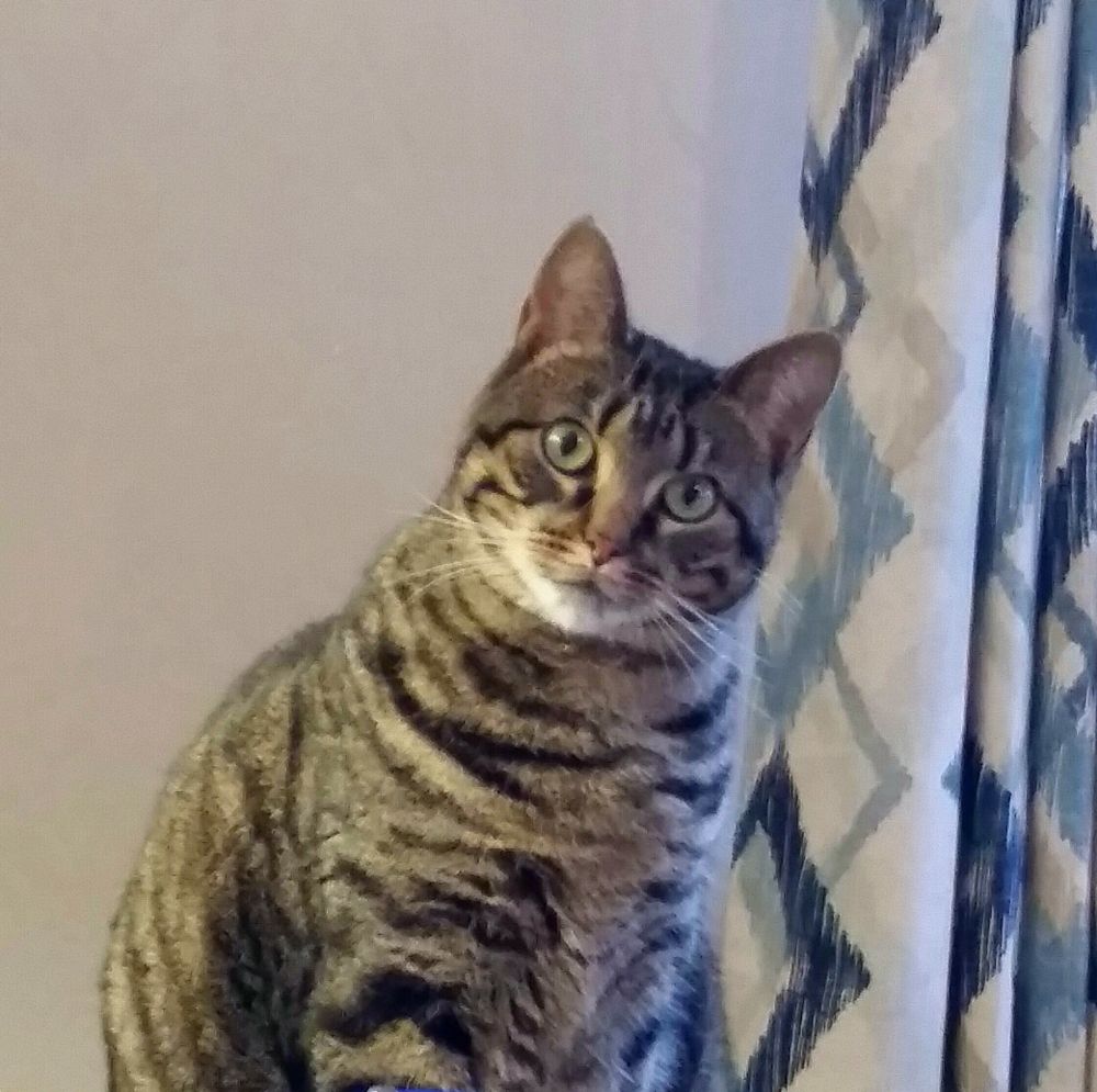 A large, very stripey cat sits near window curtains, staring intently at the camera. 